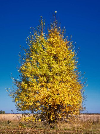 A vibrant yellow-leaved tree stands alone against a clear blue sky, symbolizing solitude and the change of seasons.