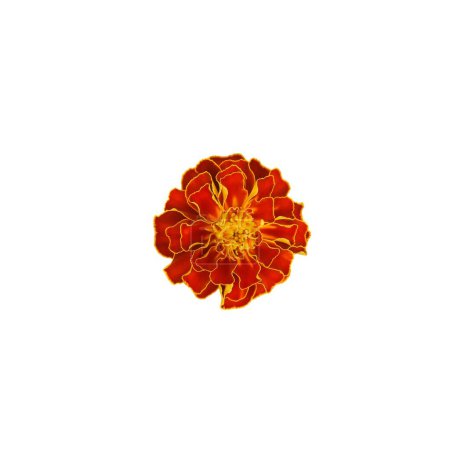 Dieses Bild zeigt eine atemberaubende Ringelblume mit kontrastierenden Farben, die jedes Blumengesteck aufwerten oder als Referenz für Künstler verwendet werden kann.