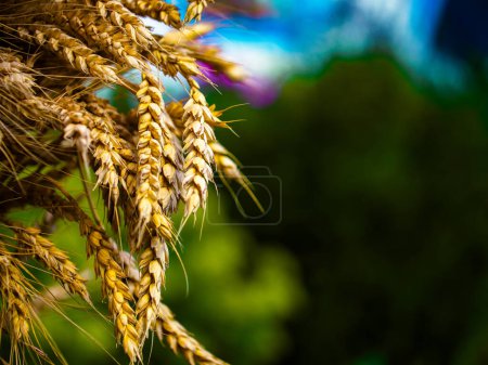 Una imagen clara que captura la textura y el color del trigo maduro; adecuado para la educación agrícola.