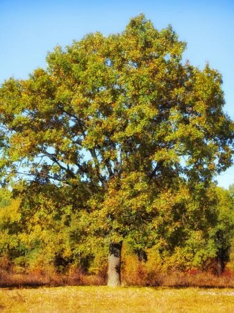 A solitary tree with a thick trunk, dense green and yellow foliage, in a sunlit field, autumn mood. Large tree, robust trunk, green-yellow leaves, blue sky, golden meadow, concept of seasonal change.