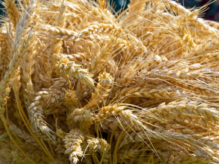 Detaillierte Texturen von reifem Weizen bieten einen optischen Leckerbissen; dieses Bild passt zu Themen im Zusammenhang mit Landwirtschaft, Natur und Bioprodukten.