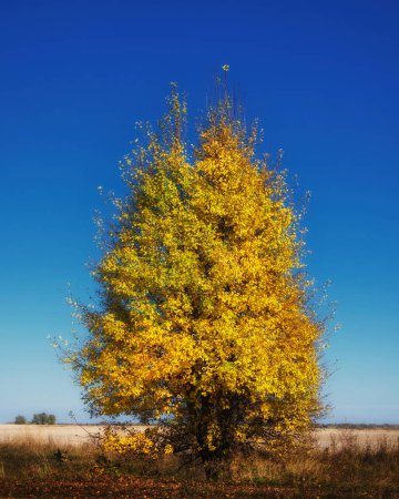 Solitary tree with golden foliage under a bright sky, evoking autumns beauty and natures cycles