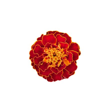 Une image de haute qualité capturant la beauté rayonnante d'un souci fleuri, adaptée aux matériaux d'impression en floristique ou aux illustrations botaniques.