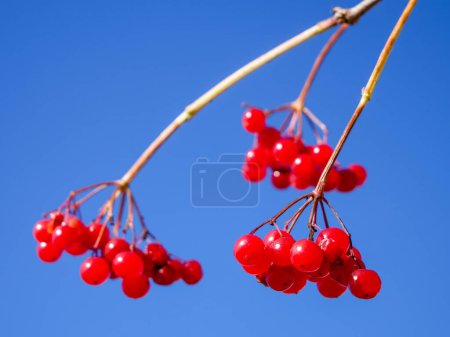 Harvest Sky: Ripe berries poised for picking, under the vast, serene blue heavens.