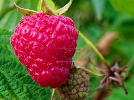 An image depicting the ripening process of raspberries, surrounded by vibrant green leaves; ideal for nature-themed designs.