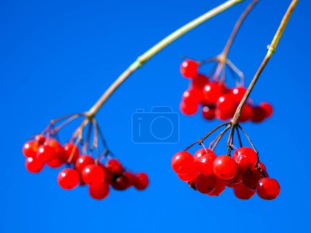 Berry Blue : Fruit rouge vif contraste avec le contexte azur tranquille, signalant l'harmonie des natures
