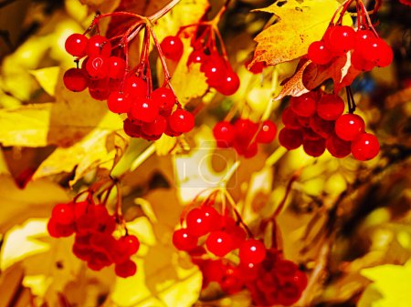 Natures Transition : Fruit rouge contrasté avec des feuilles dorées, reflétant le changement d'automne