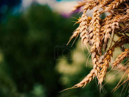 Weizen in Nahaufnahme mit seinem goldenen Farbton; geeignet für Bilder im Zusammenhang mit Getreide oder Getreide.