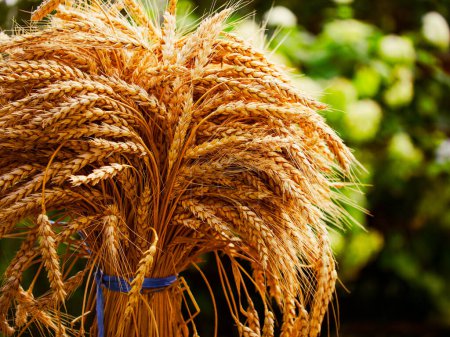Landwirtschaftliches Bild mit geerntetem Weizen, ideal für landwirtschaftliche Inhalte.