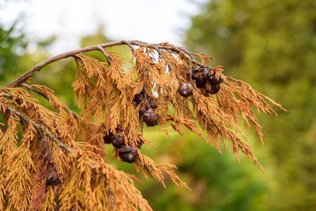Dry branch of a diseased mediterranean cypress tree with cones close-up