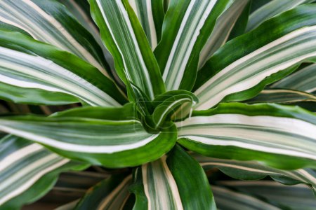 Blatt einer wachsenden Zimmerpflanze Dracaena Deremensis Nahaufnahme