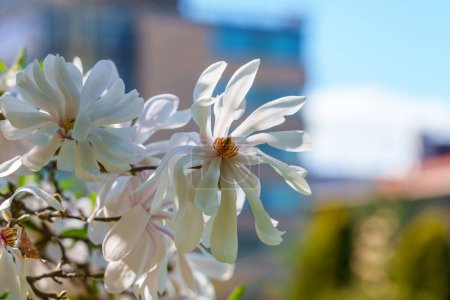Photo for White flower of Magnolia stellata in city street on sky background - Royalty Free Image