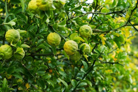 Grüne Früchte des dreiblättrigen Orangenbaums im Garten aus nächster Nähe. Dreiblättriger Zitrus
