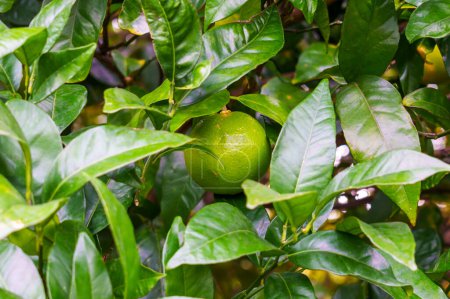 Téléchargez les photos : Oranger amer aux fruits verts non mûrs et feuilles dans le jardin close up - en image libre de droit