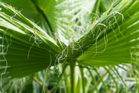 Téléchargez les photos : Long thread-like fibres of Washingtonia filifera palm leaf. Feuilles d'arbres tropicaux et avec fils suspendus - en image libre de droit