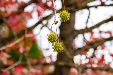 Bunte rote Blätter und grüne stachelige Früchte des Liquidambar styraciflua Baumes. Amerikanische Süßkraut-Herbstblätter