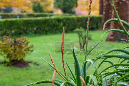 Foto de Aloe arborescens flor roja con hoja suculenta en el jardín botánico de cerca - Imagen libre de derechos