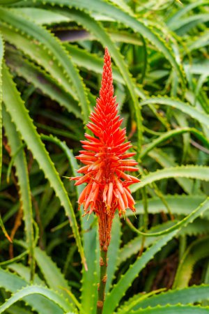 Foto de Aloe rojo arborescens flores de la planta suculenta en flor en el jardín botánico de cerca - Imagen libre de derechos