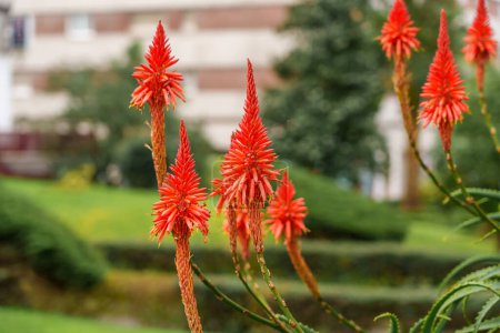Blooming aloe plant in a courtyard park with red flowers close up