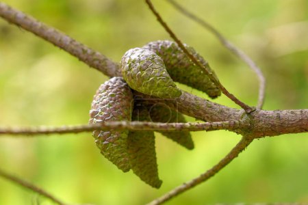 Téléchargez les photos : Les cônes de semence sur une branche de pin sauvage dans la forêt printanière se rapprochent. Conifères Pinus brutia dans la nature espagnole - en image libre de droit