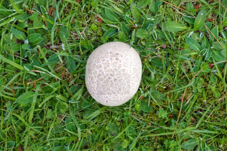 Poisonous Common Earthball mushroom in spring green grass. Top view. Scleroderma citrinum