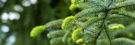 Web banner background with eco theme. Green new lush coniferous tree needles on a spring spruce branch close up in beautiful woodland. Panoramic view