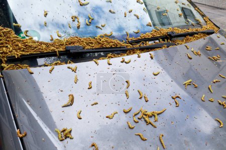 Photo for Many fallen catkins of a hornbeam on a car parked in an alley in springtime - Royalty Free Image
