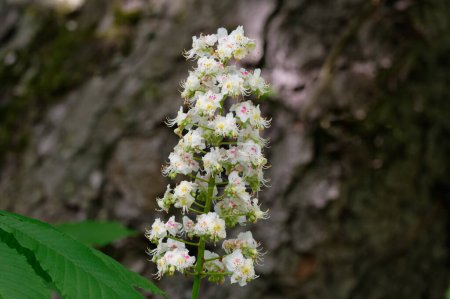 Aesculus hippocastanum L. white blossoms of a horse chestnut against blurred background in springtime