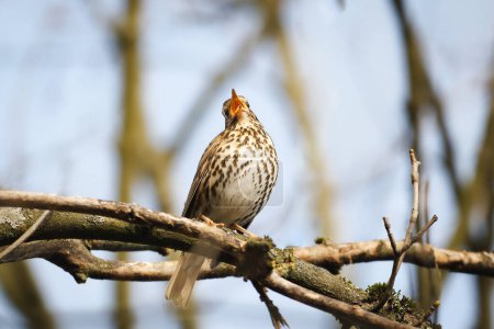 a thrush on a branch sings loudly with its beak wide open in spring