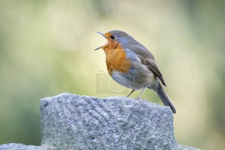 Erithacus rubecula profile of a robin singing on a stone cross with its beak wide open against a blurred green background in spring
