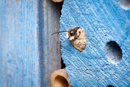 Osmia cornuta a mason bee hatches from a cavity in an insect hotel sealed with clay in march