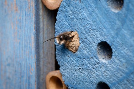 Osmia cornuta, eine Maurerbiene schlüpft im März aus einem Hohlraum in einem mit Lehm versiegelten Insektenhotel