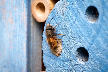 Osmia cornuta mason abeille fraîchement éclos d'une cavité scellée avec de l'argile dans un hôtel d'insectes en mars