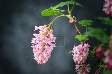 Photo for Ribes sanguineum early blossoms of a blood currant in a park in cologne due to climate change in march 2024 - Royalty Free Image