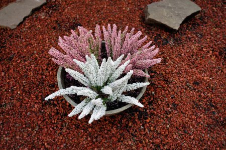 decorative white and pink heather in a bowl as a grave decoration in a cemetery