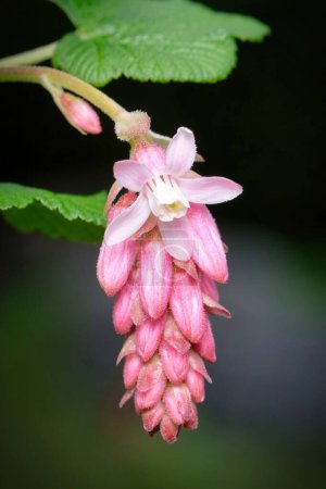 single blossom of a blood currant in spring against a blurred background