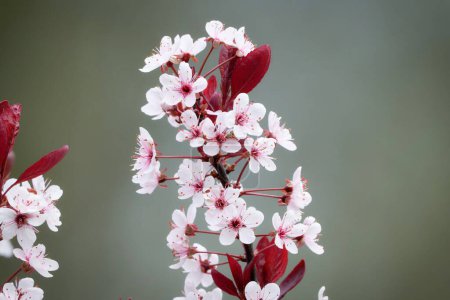 Prunus cistena Blüten einer lila-blättrigen Sandkirsche mit rosa-weißen Blüten und roten Blättern im zeitigen Frühling in einem Kölner Park 2024