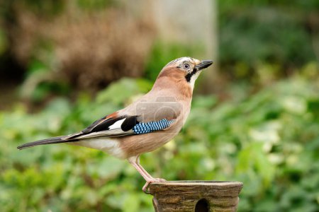 profile view of a jay on a vase in a cemetery