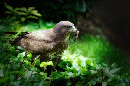a buzzard sits on the ground in the undergrowth and has a mouse in its beak