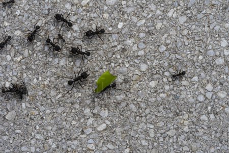 Ameisen auf dem Boden. Ameisen sind eine Gruppe von Ameisen.