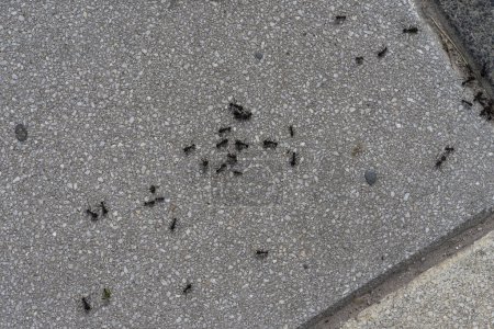 Hormigas en el suelo. Las hormigas son un grupo de hormigas.