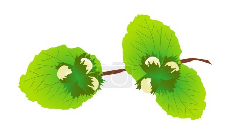 Ilustración de Vector rama avellana - manojo de avellanas en la rama con hojas verdes - aislado - Imagen libre de derechos