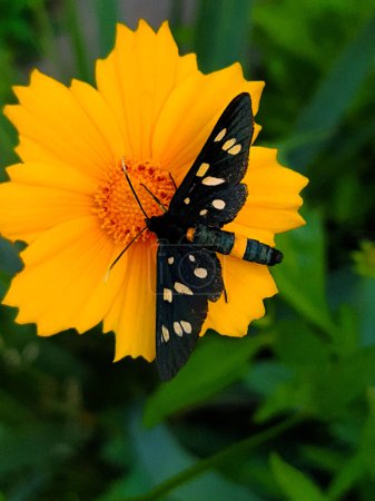 Téléchargez les photos : Papillon Pseudomonas vulgaris sur une fleur jaune gros plan. - en image libre de droit