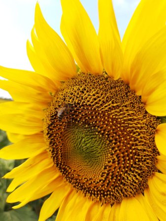 Honey bee pollinates a blooming sunflower in a field close-up.