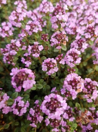 Photo for Thyme flowers in the morning after a summer rain close-up. Thyme flowers. - Royalty Free Image
