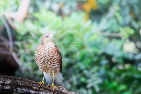 Photo for Female sparrow hawk brown dotted bird sitting on a metal hoop with yellow eyes and yellow legs in north of Poland. High quality photo - Royalty Free Image