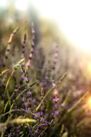 Photo for Colorful meadow and garden flowers with insects, isolated. High quality photo - Royalty Free Image