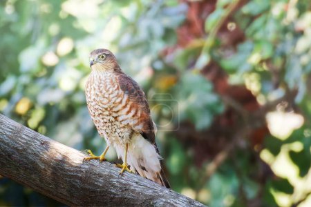 Photo for Female sparrow hawk brown dotted bird sitting on a metal hoop with yellow eyes and yellow legs in north of Poland. High quality photo - Royalty Free Image