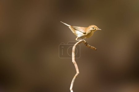 Photo for Common chiffchaff, Phylloscopus collybita. A bird sits on a branch. High quality photo - Royalty Free Image