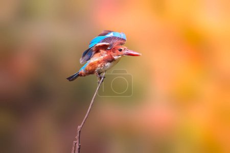 Foto de Garganta blanca Kingfisher Halcyon smyrnensis el pájaro hinchado de las alas marrón y azul encaramado en la rama con el pelo puntiagudo mira hacia el fotógrafo. Foto de alta calidad - Imagen libre de derechos
